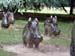 sanglier_2
